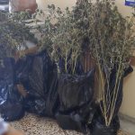 29102025gadakannabi (3)