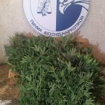18.11.2025 messinia-fyta & kannavh eswterikh kalliergeia (3)