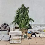 14-12-2025 Συνελήφθη ημεδαπός στη Μυτιλήνη, κατηγορούμενος για καλλιέργεια κάνναβης, κατοχή και διακίνηση ναρκωτικών ουσιών