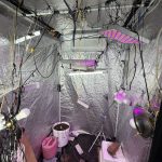 14-12-2025 Συνελήφθη ημεδαπός στη Μυτιλήνη, κατηγορούμενος για καλλιέργεια κάνναβης, κατοχή και διακίνηση ναρκωτικών ουσιών2