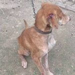 ΚΙΣΣΑΜΟΣ ΚΑΚΟΠΟΙΗΣΗ 2