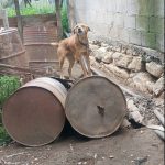 ΚΙΣΣΑΜΟΣ ΚΑΚΟΠΟΙΗΣΗ 3