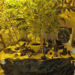 Κατάσχεση δενδρυλλίων κάνναβης ΥΔΕΕ Κατερίνης