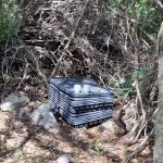 6.6.2026 arkadia-entopismos fyteias dendrilliwvn kannavhs