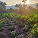 03-07-2026 Εντοπίστηκε μεγάλη φυτεία δενδρυλλίων κάνναβης στη Μεσσηνία (1)
