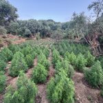 03-07-2026 Εντοπίστηκε μεγάλη φυτεία δενδρυλλίων κάνναβης στη Μεσσηνία (2)