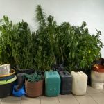 05-07-2026 Εντοπίστηκαν φυτείες δενδρυλλίων κάνναβης, σε δύσβατη ορεινή τοποθεσία στην ευρύτερη περιοχή της Αγιάσου στη Λέσβο