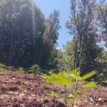 4.7.2026-arkadia-fyteia-sillipseis (4)