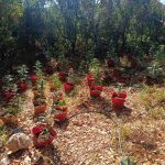 4.7.2026-arkadia-fyteia-sillipseis (7)